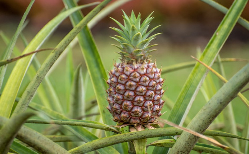 Potassium fertilization for pineapple Effects on plant growth and